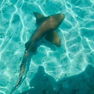 Meet your Posher, Arlene